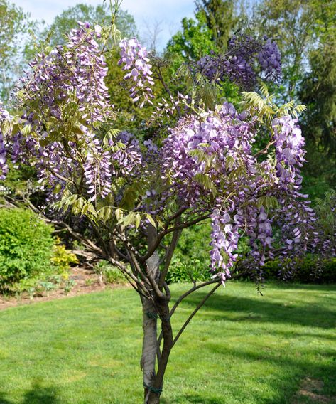 Training Wisteria, Wisteria Amethyst Falls, Wisteria Trellis, American Wisteria, Chinese Wisteria, Training Vines, Wisteria Garden, Wisteria Plant, Fine Gardening Magazine