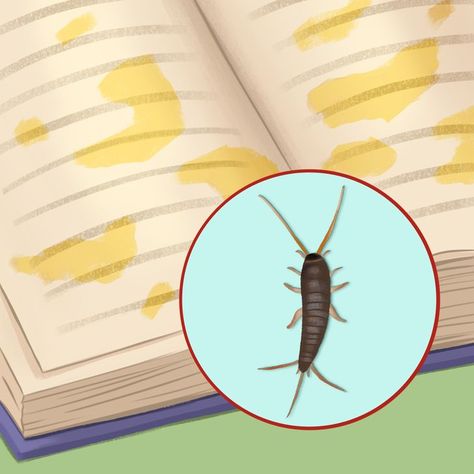 8 Signs That Bugs Have Moved Into Your House Signs Of Termites, Bug Infestation, House Bugs, Average Home, Natural Repellent, Cedar Oil, Scale Insects, Oil And Water, Small Insects