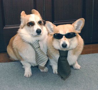 It’s important to be able to assume convincing disguises when saving the world since, obviously, people can’t suspect your true identity. | Irrefutable Proof That Corgis Are Actually Secretly Superheroes Pembroke Welsh Corgi, Funny Animal Pictures, Dressed Up Dogs, Corgi Dogs, Corgi Dog, Welsh Corgi, Tgif, 귀여운 동물, Animal Memes