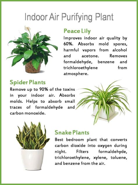 Boost mood, productivity, concentration and creativity. Reduce stress, fatigue, sore throats and colds. Clean indoor air by absorbing toxins, increasing humidity and producing oxygen. Add life to a sterile office, give privacy and reduce noise levels. Best Indoor Plants Air Purifier, Improve Indoor Air Quality, Inside Plants, Best Indoor Plants, Air Purifying Plants, Air Purifying, Peace Lily, Noise Levels, Spider Plants