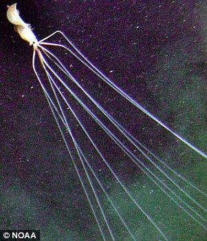 Alien invader? No, the 26ft-long Mangapinna SQUID discovered lurking underneath an offshore oil rig Deep Sea Squid, Scary Ocean, Deep Sea Creatures, Aquatic Animals, Marine Biology, Weird Creatures, Pewdiepie, Marine Animals, Weird Animals