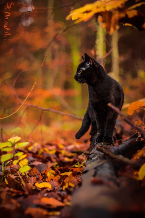 Autumn Rainbow, Autumnal Equinox, Fall Inspiration, A Black Cat, Rainbow Colours, Airbrush Art, Falling Leaves, Painting Drawing, Warrior Cats