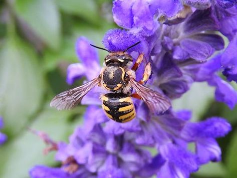 The European Wool Carder Bee | The Pathless Wood Wool Carder Bee, Blue Salvia, The Pathless, A Few Minutes Later, Garden Bed, The Fence, Black And Yellow, The Plant, My Garden