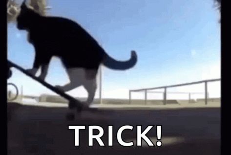 Skateboard Gif, Spinning Cat, Cat Animated, Skate Gif, Chat With Friends, Cat Gif, Hanging Out, Animated Gif, Cool Gifs