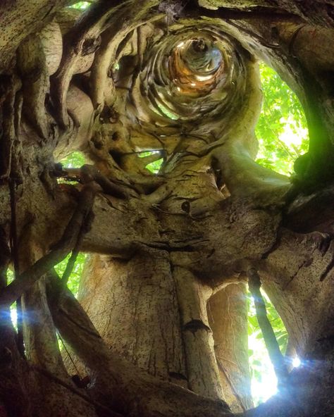 Metkayina Spirit Tree, Elm Tree Aesthetic, Inside Tree, Strangler Fig, World Tree, Hollow Tree, Ancient Trees, Elm Tree, Ficus Tree