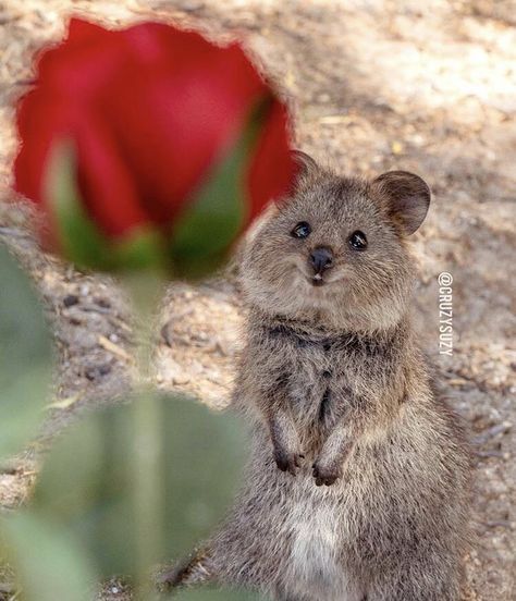 Happiest Animal, Red