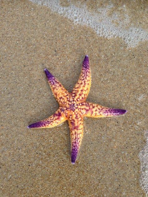 Starfish Photography, Starfish Species, Starfish Drawing, Starfish Tattoo, Sea Creatures Art, Sea Stars, Stella Marina, Creatures Art, Beautiful Sea Creatures