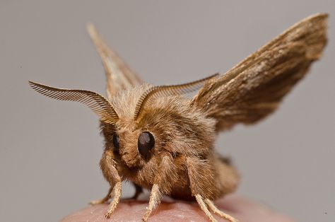 Eastern Tent Caterpillar Moth‎ – Malacosoma americana –  Hodges 7701 by shog, via Flickr Moth Macro Photography, Caterpillar Moth, Eastern Tent Caterpillar, Pretty Moths, Silk Moths, Poodle Moth, Tent Caterpillars, Cute Moth, Insect Photography