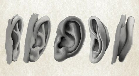 Figure Drawing Tutorial, Ear Anatomy, How To Draw Ears, 3d Karakter, Male Figure Drawing, Anatomy Sculpture, Human Ear, Ear Art, 얼굴 그리기