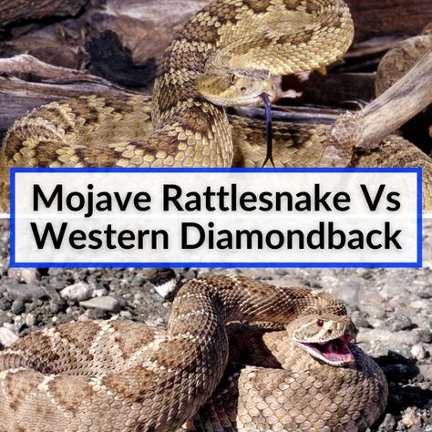 You'll notice a lot of similarities in our comparison of the mojave rattlesnake vs western diamondback, but also a few key differences. First of all, the Mojave... Mojave Rattlesnake, Snake Facts, Types Of Snake, Snake Shedding, Snake Venom, Nocturnal Animals, Shih Tzu, Snakes, Small Pets