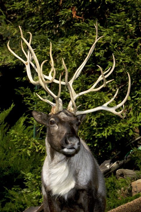 Male reindeer begin to grow antlers in February and females start in May. A male’s antlers typically drop off in November, while a female’s remain through winter until their calves are born in spring. If you’re following this logic, the presence of antlers on Christmas means Santa's reindeer are all girls. | 10 Festive Reindeer Facts Reindeer Photography, Reindeer Facts, Female Reindeer, Deer Species, Santa's Reindeer, Educate Yourself, Funny Animal Photos, San Diego Zoo, Wild Dogs