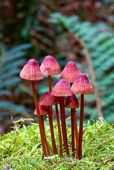 Fungi 1. by trevorb Lichen Moss, Mushroom Pictures, Slime Mould, Plant Fungus, Mushroom Fungi, Mushroom Art, Wild Mushrooms, Back To Nature, Science And Nature