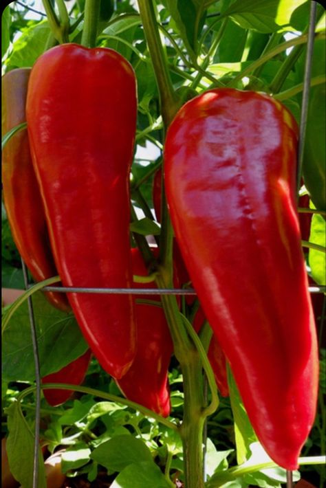 Seed Starting Soil, Types Of Peppers, Long Pepper, Grilled Peppers, Vegetable Farming, Plants To Grow, Pepper Plants, Garden Types, Veg Garden