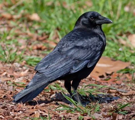 Wild Profile: Meet the American crow Crow Facts, Crow Flying, Crows Drawing, American Crow, Bird Quotes, Crow Art, The Crow, Bird Wallpaper, Black Animals