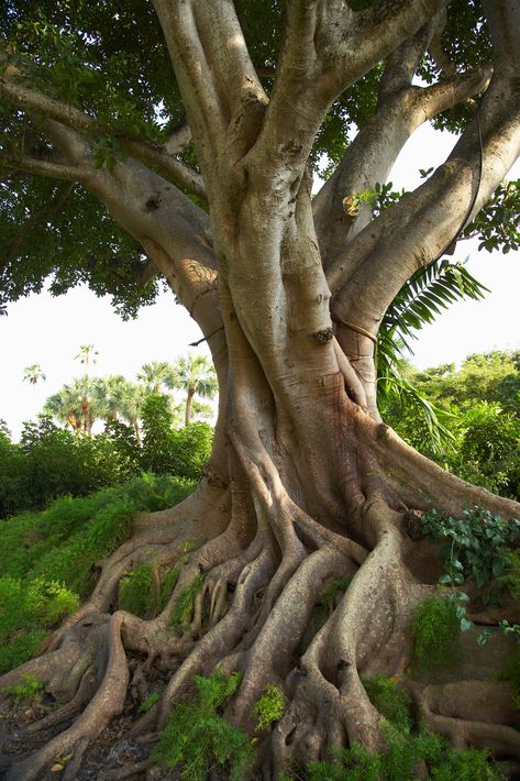 About Mulberry Roots Causing Foundation Problems | Hunker Weird Trees, Matka Natura, Ficus Tree, Bodhi Tree, Mulberry Tree, Old Trees, Unique Trees, Tree Roots, Tree Hugger