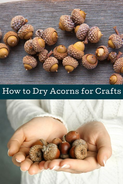 Are you ready for autumn? Learn how to dry acorns for your fall projects! Prevent worms and find out how to preserve the acorns for decor. Acorn Jewelry Diy Ideas, How To Prepare Acorns For Crafts, Fall Decor With Acorns, Drying Acorns For Crafts, How To Dry Acorns For Crafts, Acorn Earrings Diy, Preparing Acorns For Crafts, Acorn Homeschool, How To Make Becorns