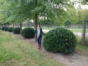 Prunus laurocerasus ball shape Laurel Topiary, Corner Beds, English Laurel, Cherry Laurel, Prunus Laurocerasus, Evergreen Flowers, Edible Gardens, Small White Flowers, Evergreen Shrubs