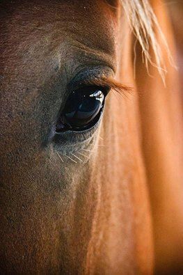 Ojo...ojos...todo el universo esta lleno de OJOS....que nos mira...si hacemos bien o mal....si amamos de verdad o si....!!!Por eso,porque esta todo lleno de ojos vivos,vamos a llenarles las miradas con la luz de nuestro AMOR!!! Regard Animal, Regnul Animal, Horse Eye, Horse Wallpaper, Majestic Horse, All The Pretty Horses, Horse Crazy, Equine Photography, Horse Photos