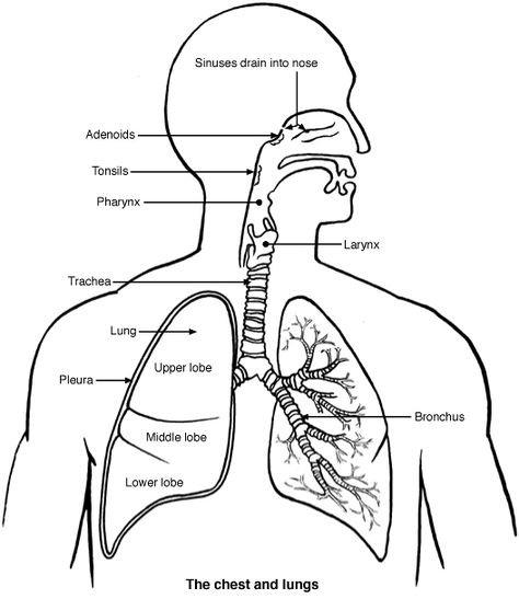 Lungs 2 Chest Anatomy, Lungs Drawing, Human Respiratory System, Biology Diagrams, Lung Anatomy, Lung Sounds, Scientific Drawing, Human Lungs, Organ System