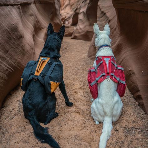 Backpack For Dogs, Dog Weight, Pet Backpack, Hiking Dogs, Dog Backpack, American Staffordshire Terrier, Cat Harness, Dog Help, Dog Gear