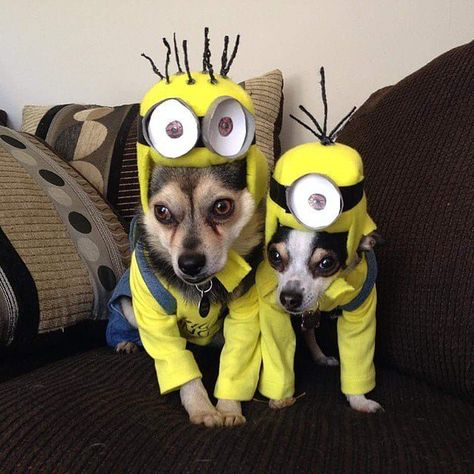 Minions Diy Pet Costumes, Cats Health, Best Dog Costumes, Halloween Puppy, Minion Halloween, Animal Dress, Happy Birthday Minions, Animal Dress Up, Cheap Halloween Costumes