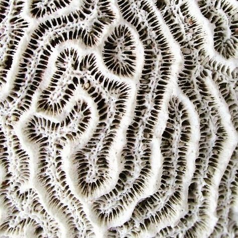 Coline Bavois on Instagram: “Inspiration, dead coral reef #texture #corail #coral #white #embroidery #textileart #web #reseau” Coral Reef Art, Healthy Supper Recipes, Evening Meals, Wholesome Food, Sealife, Patterns In Nature, Wall Covering, Coral Reef, Natural Food