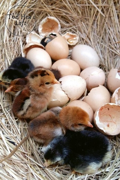 Allowing a broody hen to hatch her own chicks is fun and rewarding. Here's all the tips and information you need to know how to hatch eggs with a broody hen without an incubator. #backyardchickens #poultry #farmanimals #thehensloft Hatching Eggs With A Broody Hen, Animal Eggs, Broody Hen, Chicken Hatching, Heritage Chickens, Hen And Chicks, Hatching Chicks, Farm Lifestyle, Hatching Eggs