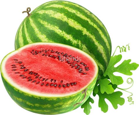 #findyourthing #Watermelons. Die-cut vinyl stickers with beautiful fruits and vegetables for laptops, journals, scrapbooking, kids activities and DIY projects @RedBubble. Watermelon Pictures, Watercolor Styles, Red Salad, Potted Fruit Trees, Watermelon Health Benefits, Fruit Art Drawings, Diy Popsicle Stick Crafts, Watermelon Benefits, Fruit Stickers