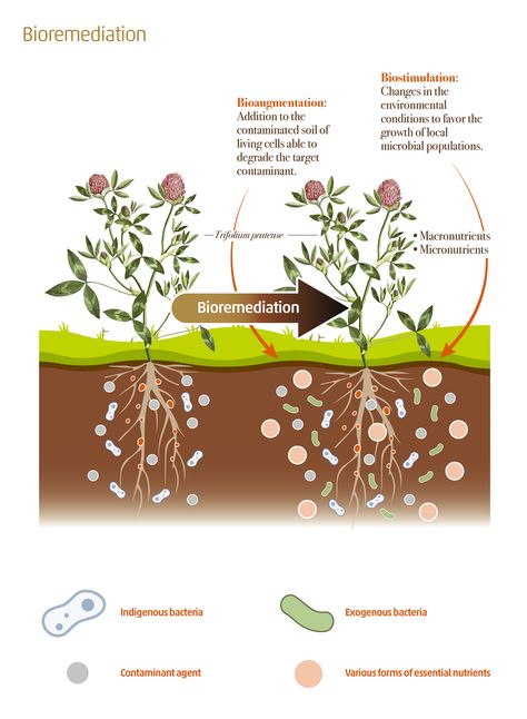 Biostimulation & bioaugmentation are bioremediation strategies which use soil microorganisms in the fight against contaminants in soils ☢️ Learn more about the state of knowledge of #SoilBiodiversity ⬇️ - Full report: https://bit.ly/3I3e84Q - Summary for policy makers: https://www.fao.org/documents/card/en/c/cb1929en Soil Microorganisms, Soil Science, Biological Diversity, European Commission, Agricultural Science, Food Security, Study Material, Study Materials, Agriculture