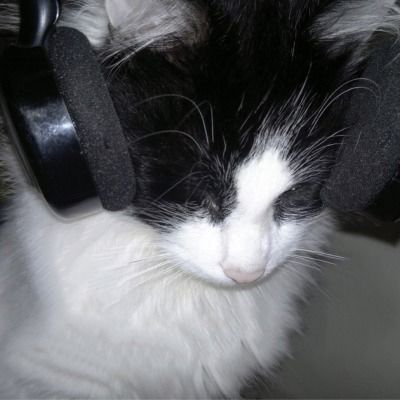 Alexa + Core + Aesthetic, Cat With Headphones, Cat Headphones, Silly Cats Pictures, Cat Icon, Silly Animals, Cartoon Jokes, Cute Cats And Dogs, Silly Cats