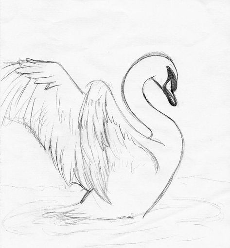 that's only a sketch I want to draw 2 swan in a lake and color it with water color...I hope I will do it soon Swan Drawing, Swan Tattoo, Swans Art, Bird Sketch, Animal Drawings Sketches, Want To Draw, White Drawing, Pencil Art Drawings, Animal Sketches