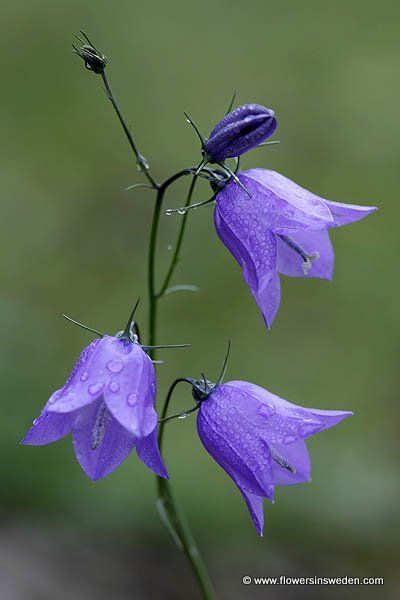 Blue Bell Flowers, Water Droplets, Exotic Flowers, Flowers Nature, Flower Photos, Flower Pictures, Real Flowers, Amazing Flowers, Love Flowers