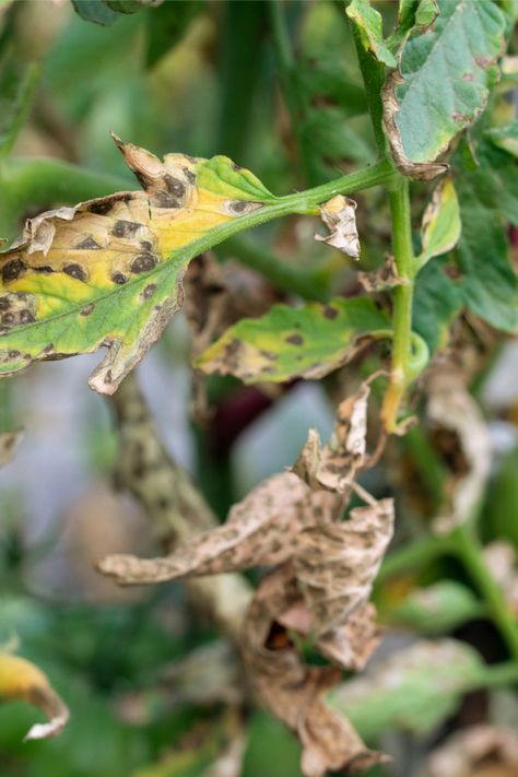 How To Stop Tomato Blight - 3 Simple Secrets To Keep Your Plants Safe! Tomatoes Plants Problems, Tomato Blight, Tomato Disease, Pruning Tomato Plants, Growing Tomatoes Indoors, Tomato Leaves, Growing Vegetables At Home, Tomato Harvest, Growing Vegetables In Pots