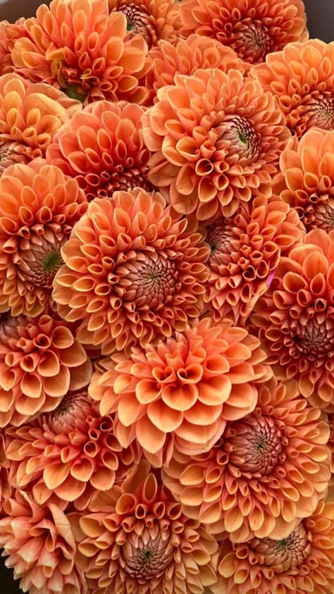 Dahlia Wallpaper Aesthetic, Dahlias Aesthetic, Relax Pictures, Dahlia Orange, Orange Dahlias, Front Yard Flowers, Flowers Dahlias, Orange Dahlia, Lowndes Grove Wedding