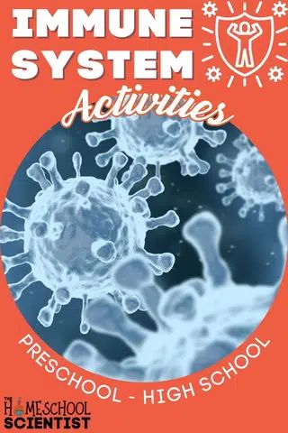 Human body and immune system activities and lessons for preschool, elementary grades, and middle and high school. Includes hands-on activities, free printables, and videos. Immune System Project, Human Body Activities For Kids, High School Health Lessons, Body Systems Activities, Germs Lessons, Germs Activities, Immune System Activities, Human Body Activities, Types Of Learners