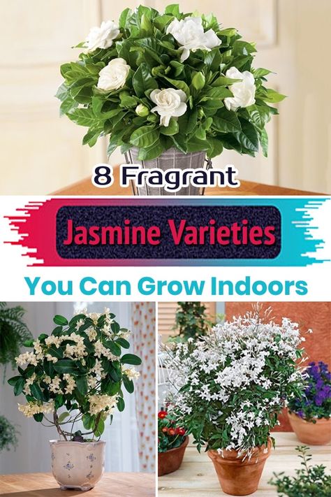 Check out the Best Indoor Jasmine Varieties to Grow in your home and invite a delightful fragrance in your rooms with the beauty of small white flowers! Indoor Jasmine, Jasmine Indoor Plant, Indoor Jasmine Plant, Potted Jasmine Plant Patio, Growing Jasmine Indoors, Jasmine Indoor, Jasmine Plant Indoor Hanging, Growing Star Jasmine In Pots, Jasmine Plant Indoor