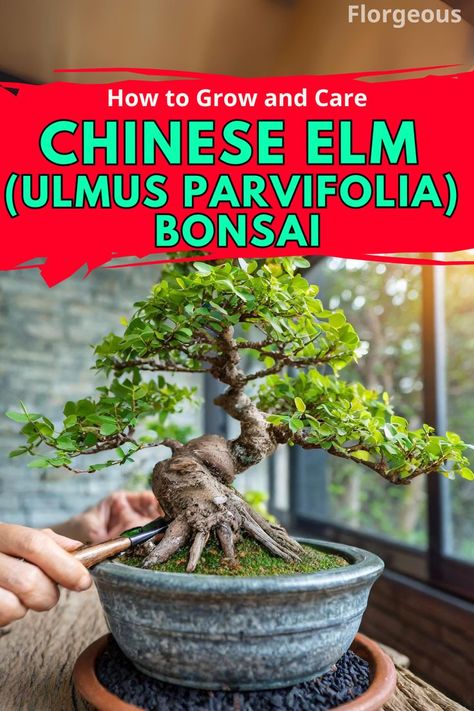 Chinese Elm Bonsai Backyard Boss, Outdoor Bonsai Tree, Garden Bonsai Tree, Chinese Elm Bonsai, Elm Bonsai, Japanese Bonsai Tree, Bonsai Forest, Bonsai Tree Types, Pine Bonsai