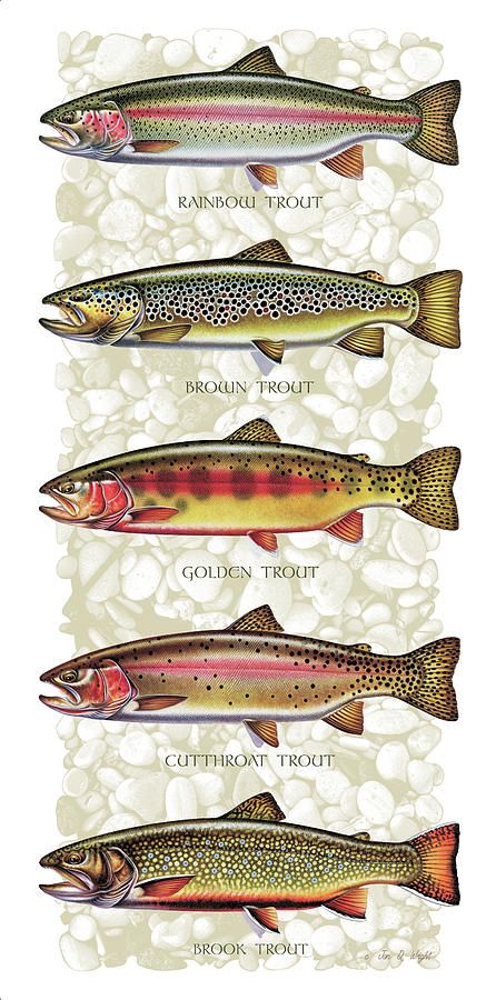 trout Fish Chart, Cutthroat Trout, Fly Fishing Art, Trout Fishing Tips, Fly Fishing Tips, Brook Trout, Fly Fishing Gear, Brown Trout, Types Of Fish