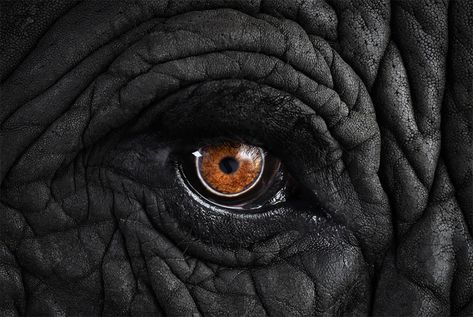 Affinity: Amazing Animal Portraits by Brad Wilson | Inspiration Grid | Design Inspiration Elephant Eye, Elephant Photography, Eye Close Up, Elephants Photos, Animal Portraits, Photography Basics, Close Up Photography, Elephant Love, Grid Design