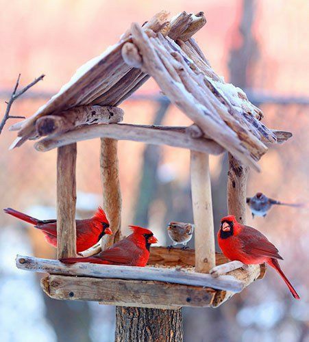 Bird Feeder Craft, Wooden Bird Feeders, Homemade Bird Houses, Homemade Bird Feeders, Bird Houses Ideas Diy, Bird House Feeder, Diy Bird Feeder, Diy Birds, Winter Bird