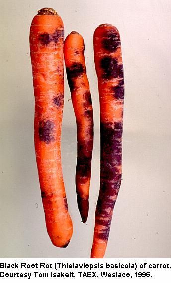 What Is Carrot Black Root Rot: Learn About Black Root Rot Of Carrots Black root rot of carrots is a nasty fungal disease that plagues gardeners around the world. Once established, carrot black root rot is difficult to eradicate and chemicals are of little use. However, there are steps you can take to minimize the damage and this article will help. Landscape Garden Design, Root Rot, Home Grown Vegetables, Plant Diseases, Landscape Garden, Tomato Garden, Outdoor Flowers, Garden Spaces, Food Waste