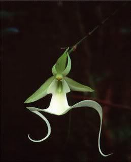 Ghost Orchid, Orchid Photography, Strange Flowers, Weird Plants, Garden Flower Beds, Rare Orchids, Floating Plants, Ripple Effect, Unusual Plants