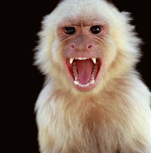 Different Types Of Monkeys, Types Of Monkeys, Go Ape, Moves Like Jagger, Family Wellness, Monkey Face, Angry Face, Film Horror, Monkeys Funny