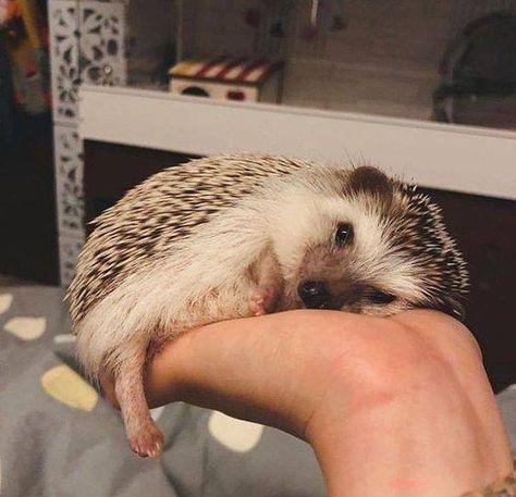 Hedgehog Pet Aesthetic, Hedgehog Aesthetic, Hedge Hogs, Love Theoretically, Hedgehog Pet, Ali Hazelwood, A Hedgehog, Cute Hedgehog, Cute Animal Photos