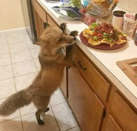 Funny Fox Pictures, Fox Memes, Fabulous Fox, Fox Sake, Fox Pictures, Fox Lover, Mr Fox, Silly Cats Pictures, Pet Fox