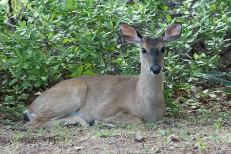 doe deer laying down Deer Curled Up, Deer Laying Down Reference, Doe Reference Photo, Deer Laying Down Drawing, Deer Carving, Deer Sleeping, Deer Lying Down, Deer Laying Down, Cat Deer Hybrid