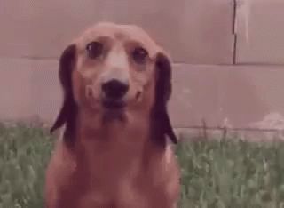 Dog Smile GIF - Dog Smile Awkward - Discover & Share GIFs https://tenor.com/view/dog-smile-awkward-gif-11954393 Awkward Gif, Funny Face Gif, Smile Gif, Smiling Dogs, Gif Pictures, Funny Dog Videos, Good Smile, You Funny, Funny Faces