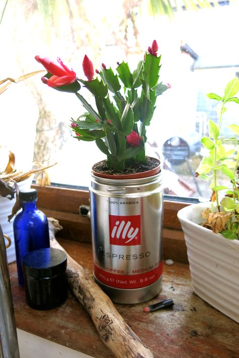 #illy coffee tin plant pot Kitchen Herb Garden, Illy Coffee, Garden Luxury, Herb Garden Pots, Tin Planters, Herb Garden In Kitchen, Kitchen Herbs, Coffee Tin, White Spray Paint