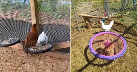 Chicken Merry Go Round Diy, Chicken Bicycle Wheel, Chicken Bike Wheel Toy, Chicken Merry Go Round, Chicken Entertainment Ideas, Chicken Playground Ideas, Chicken Playground, Chicken Perches, Chicken Pecking