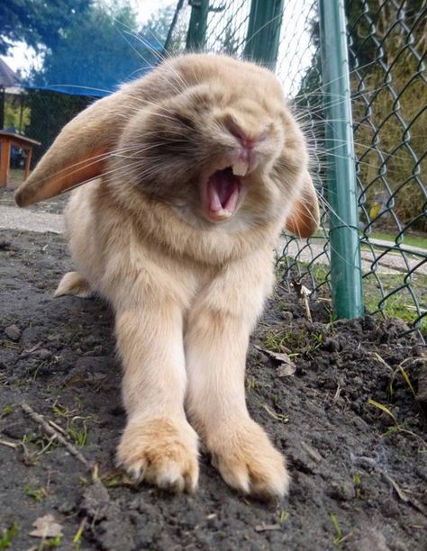 Bunny Yawning-- one of the cutest things you will ever see! :) Funny Rabbit, Bunny Pictures, Funny Bunnies, Hamsters, Sweet Animals, 귀여운 동물, Cute Bunny, Animals Friends, Beautiful Creatures